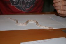 IMG_0708.jpg