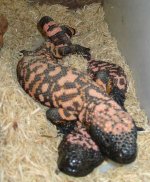 breeding gilas I.jpg
