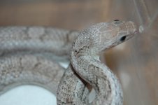 DSC_0132.JPG