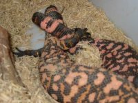 breeding gilas II.jpg