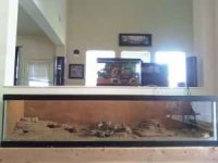 100 gallon leo gecko tank.jpg
