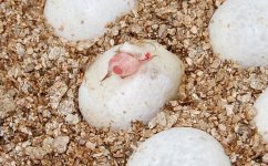 Resized DSC_0001.jpg