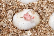 Resized DSC_0005.jpg