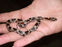 my funny valentine.jpg