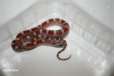 comp_IMG_2833.jpg
