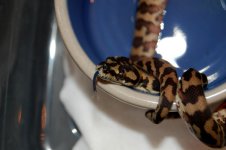 DSC_0126.JPG