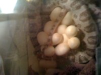 Amadalla with eggs 1.JPG