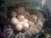 Amadalla with eggs 2.JPG