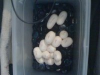 Eggs in incubator.JPG