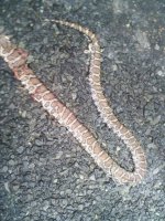 CornSnake.jpg
