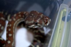 DSC_0152.JPG