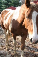 Horses Nov20 114.jpg