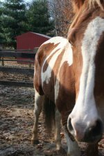 Horses Nov20 115.jpg
