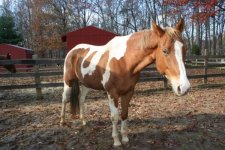 Horses Nov20 117.jpg