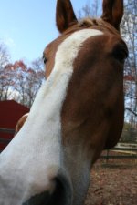 Horses Nov20 119.jpg