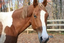 Horses Nov20 120.jpg