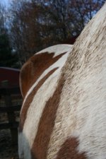 Horses Nov20 122.jpg