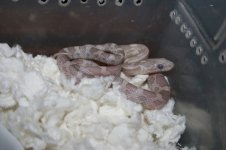 snake2.jpg