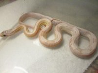 updatehatchlings 035.jpg