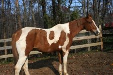 Horses Nov20 124.jpg