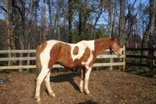 Horses Nov20 125.jpg