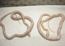 updatehatchlings 036.jpg