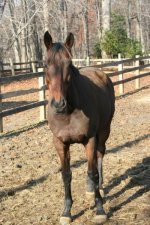 Horses Nov20 067.jpg