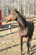 Horses Nov20 071.jpg