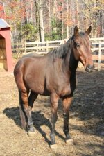 Horses Nov20 073.jpg