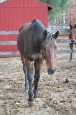 Horses Nov20 101.jpg