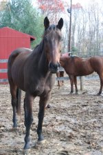 Horses Nov20 102.jpg