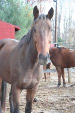 Horses Nov20 103.jpg