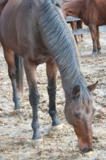 Horses Nov20 105.jpg