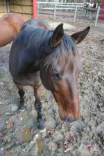 Horses Nov20 111.jpg