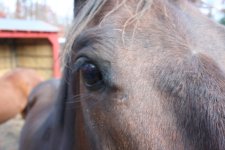 Horses Nov20 112.jpg