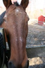 Horses Nov20 064.jpg