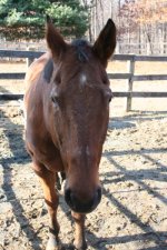 Horses Nov20 068.jpg