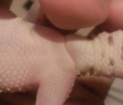 gecko close up.jpg