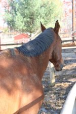 Horses Nov20 074.jpg