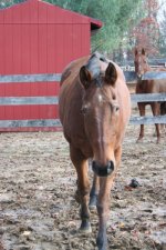 Horses Nov20 106.jpg
