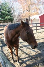 Horses Nov20 070.jpg