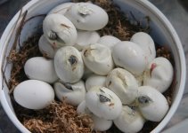 eggs082610.jpg