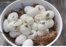 eggs082610a.jpg