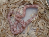 2009-high-pink-snow-Aug122009_1734.jpg