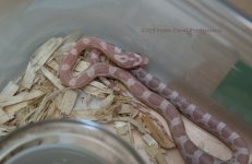 Neon-Coral-09-Aug122009_1729.jpg