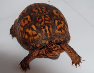 turtle01.JPG
