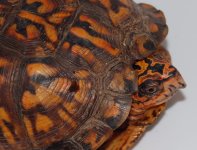 turtle02.JPG