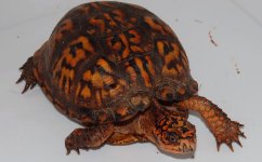turtle03.JPG