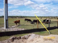 718 cow.jpg
