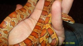 Zoetails010.jpg